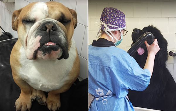 La Bella Vita - Toelettatura Pet Shop