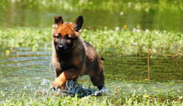 Allevamento di Casa Toso