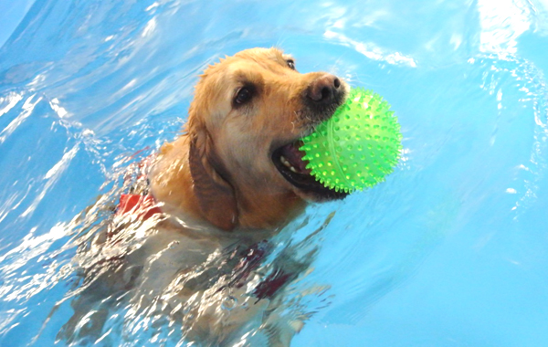 B-DOG Piscine per cani