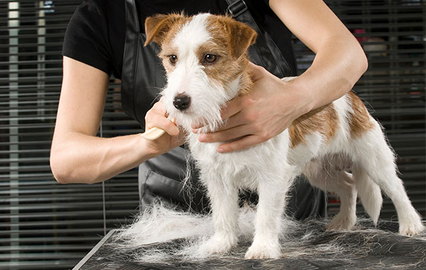 Toelettatura e Bagno Cani Splendidog Cavallino-Treporti -53%