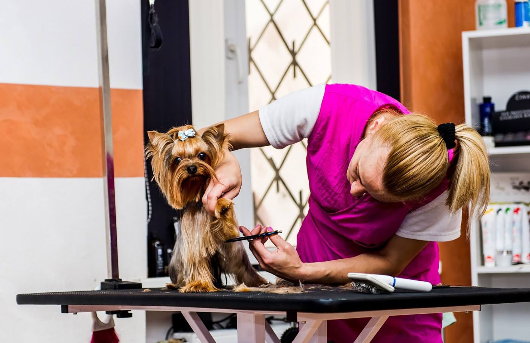 Toelettatura o Bagno Cane Animalia Rivignano -41%